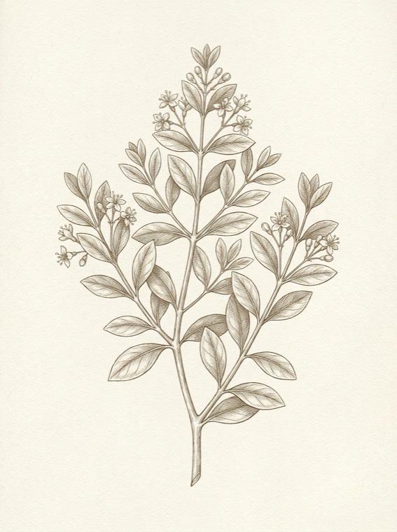 Henna — Lawsonia inermis, botanical engraving
