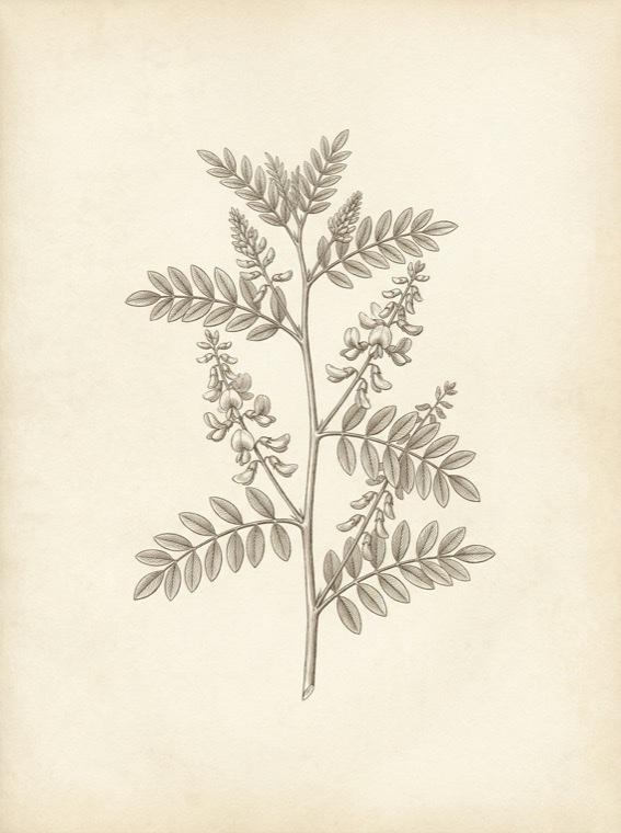 Indigo — Indigofera tinctoria, botanical engraving