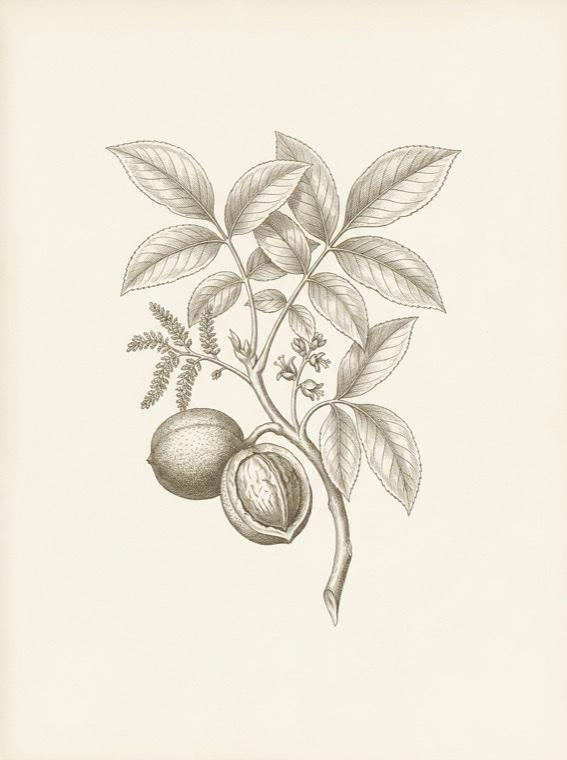 Walnut — Juglans regia, botanical engraving